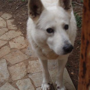 Kifisia (2)